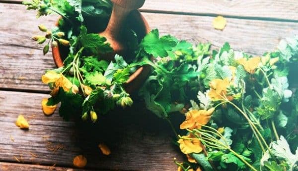 Planta miraculoasă, care tratează peste 150 de boli, chiar şi cancerul