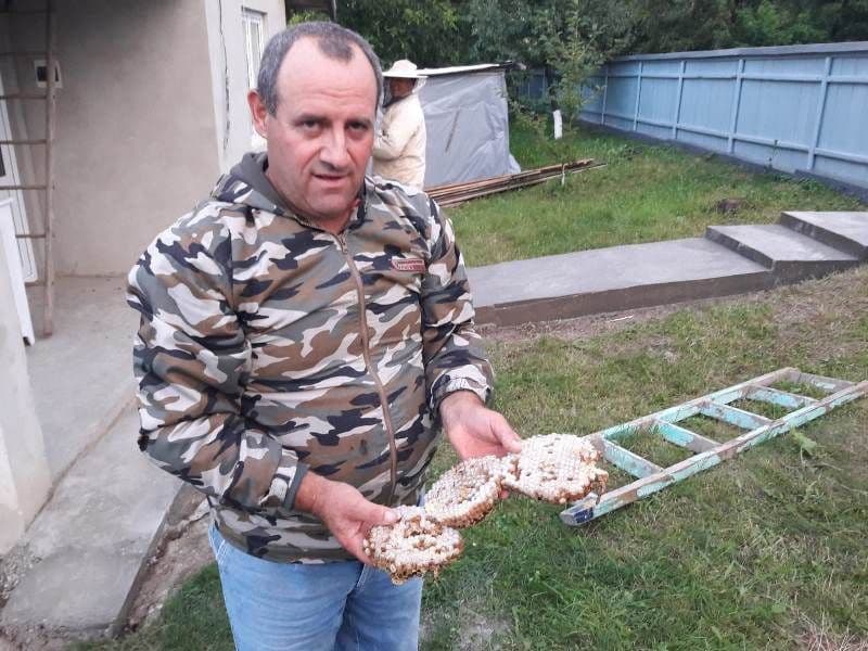 Viespi uriaşe îndepărtate de jandarmi