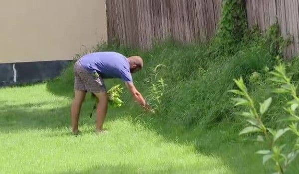 Cea mai periculoasă plantă invazivă crește fără probleme în România și se răspândește cu viteză
