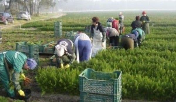 Locuri de muncă sezonieră în agricultură - Spania – pentru campania 2019