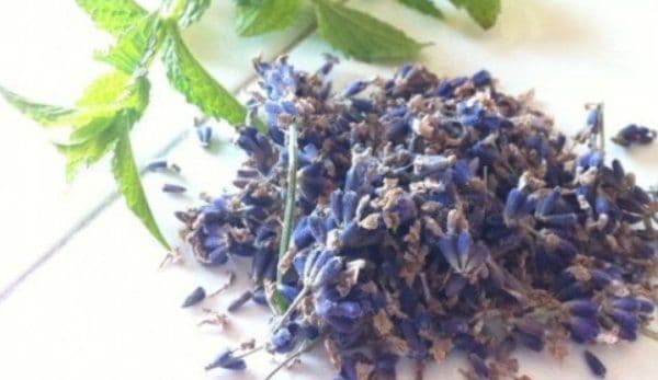 Medicii sunt uimiţi: Această plantă distruge cea mai temută bacterie din lume!