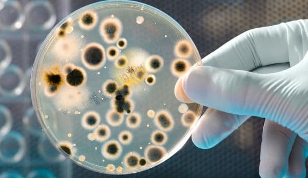 Ce nu știai despre bacteriile bune