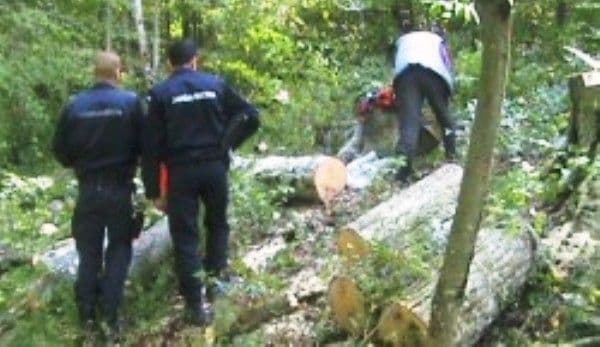Hoţi de lemne prinşi la locul faptei. Un bărbat şi o femeie depistați de polițiști când defrișau dintr-o pădure din județul Botoșani