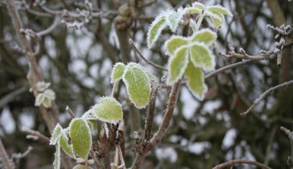 Prognoza meteo: Când scăpăm de aerul polar. De când se încălzeşte, în ce regiuni lovesc ploile şi unde se anunţă ninsori