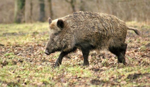 Dosar penal pentru un bărbat care a hăituit și ucis un porc mistreț cu ajutorul a patru câini
