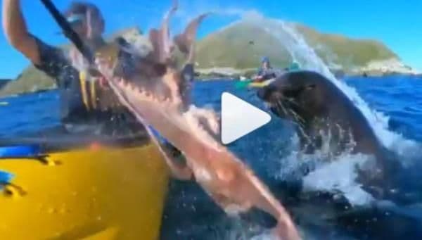 Moment inedit în natură: o focă aruncă cu o caracatiță într-un bărbat - VIDEO
