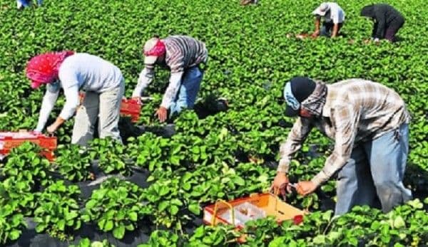Locuri de muncă sezonieră în agricultură - Spania - Campania 2019