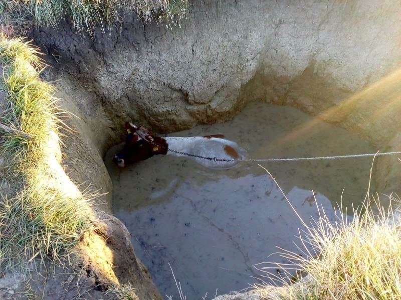 Vacă salvată de pompierii din Ștefănești după ce a căzut într-o groapă de 5 metri – FOTO