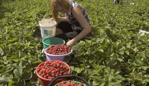 Locuri de muncă sezonieră în agricultură - Spania - Campania 2019