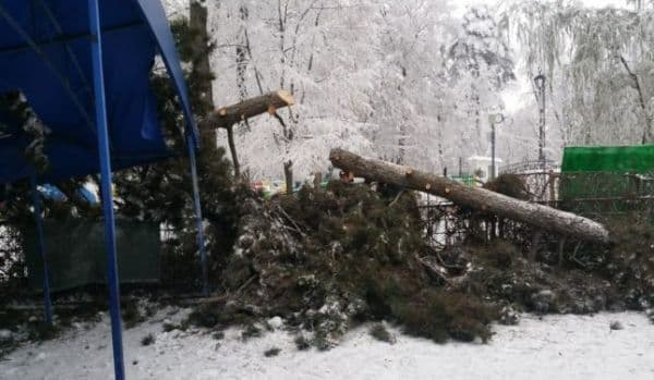 Un brad uriaş s-a prăbuşit peste terasa unui local din Botoșani. Administratorii barului vor să acţioneze în judecată Primăria