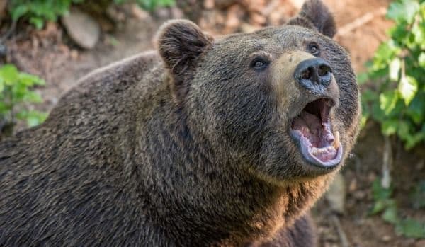 Incident grav la o pensiune: Un urs i-a smuls mâna unei femei și a mâncat-o 