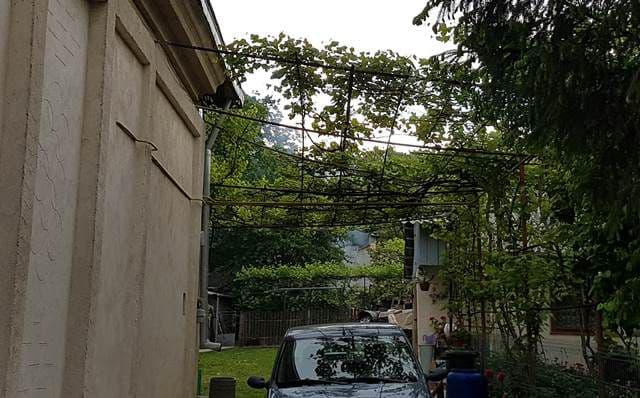 Primim_1