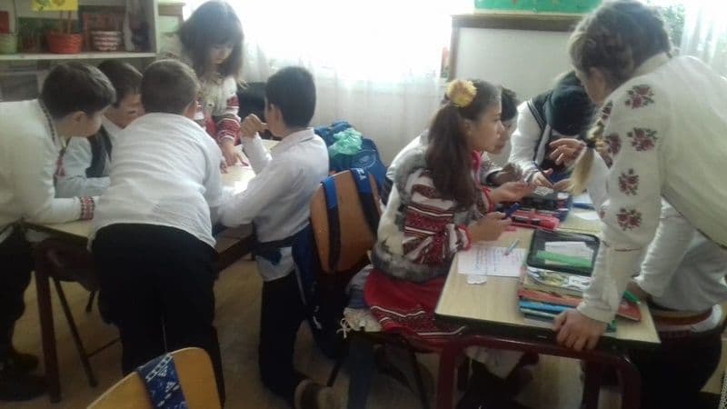 Pui de romanas 11