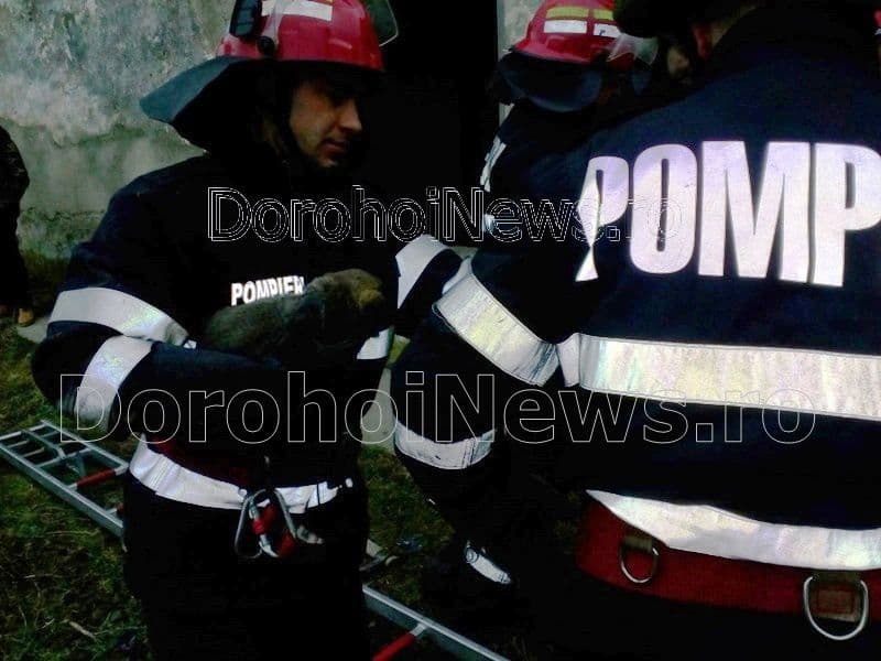 caini salvati de pompieri04
