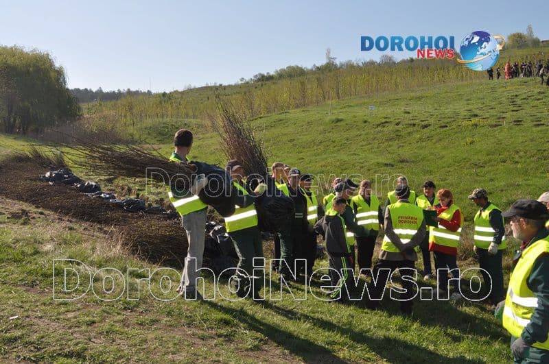 Plantare la Dorohoi13
