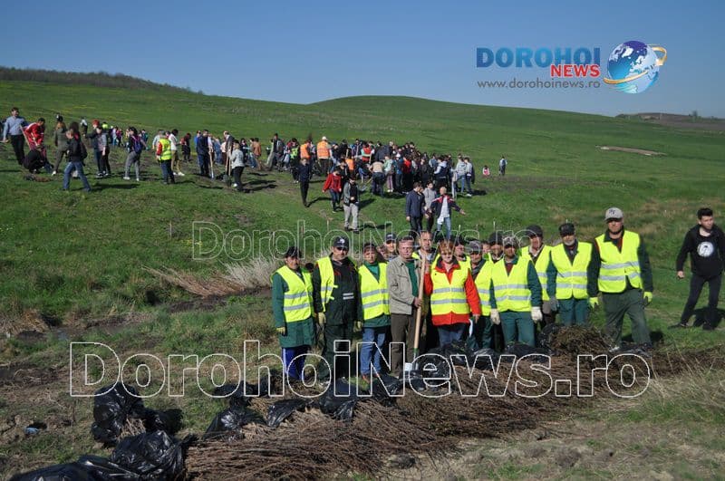 Plantare la Dorohoi14