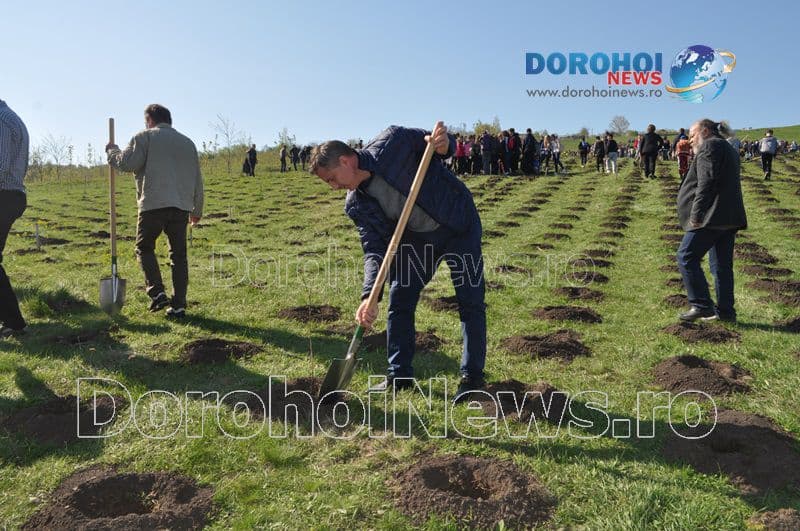Plantare la Dorohoi15