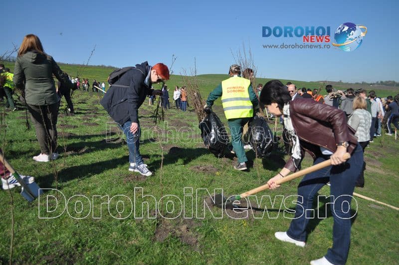 Plantare la Dorohoi16