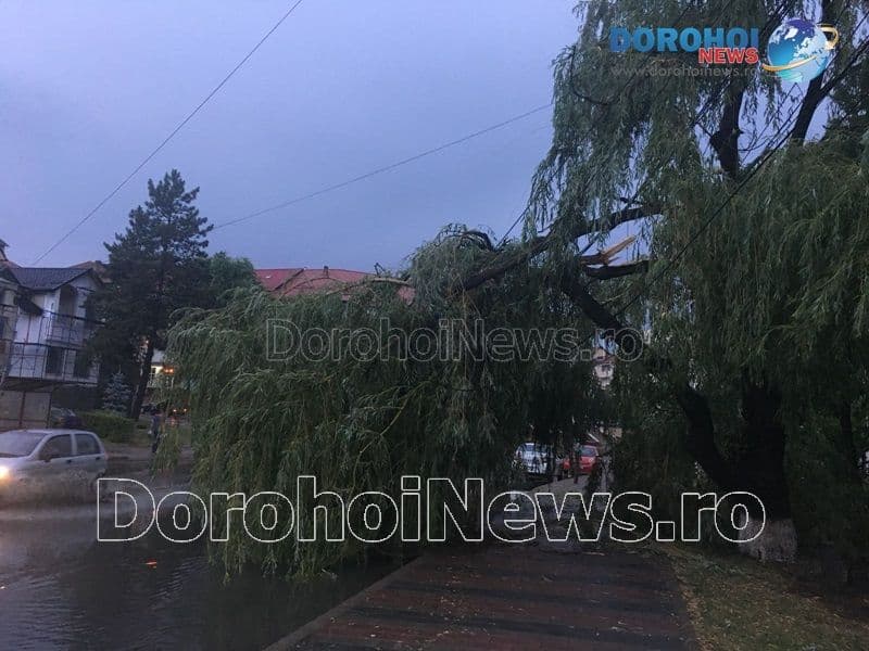 Furtuna Dorohoi_09