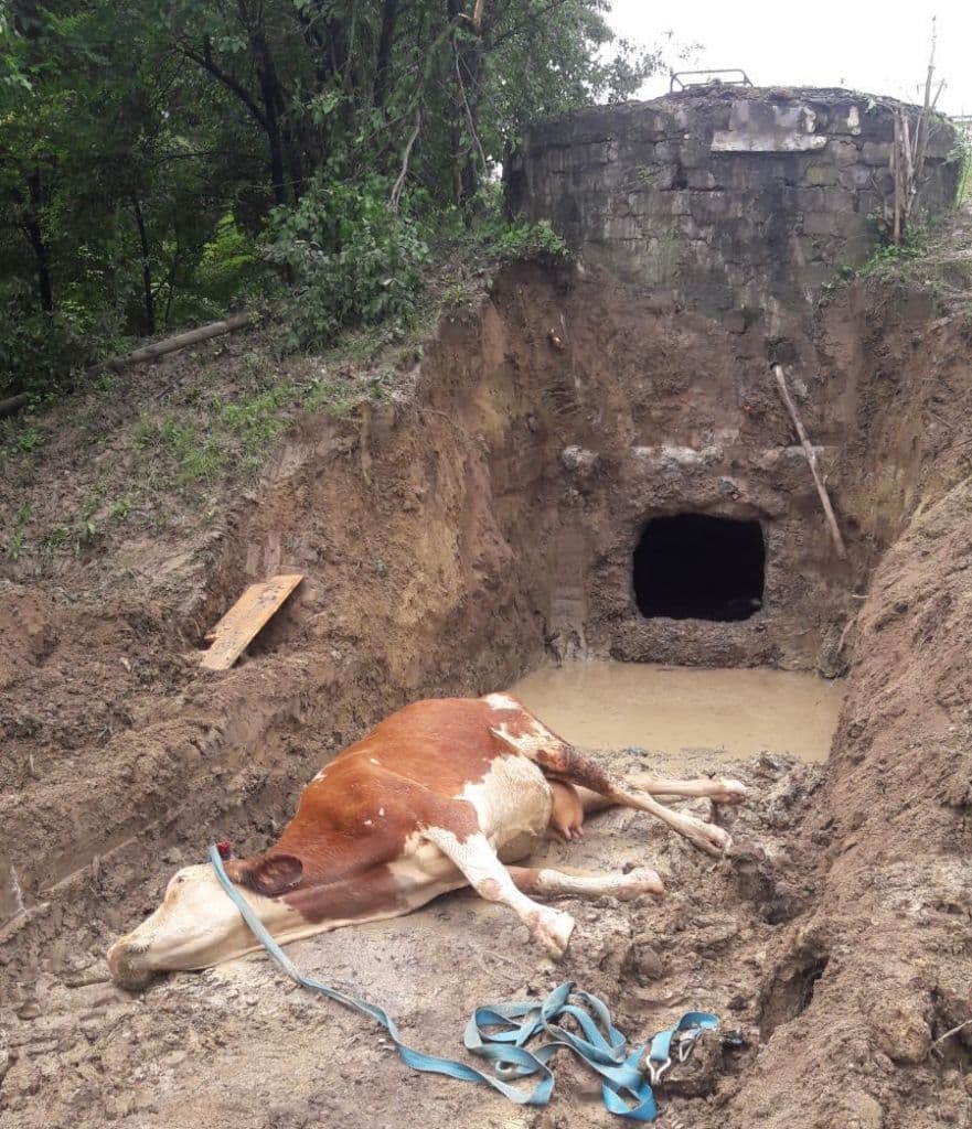 vaca salvata de pompieri (4)