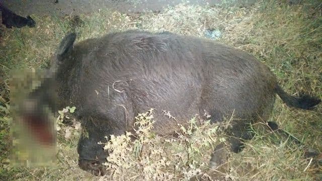 Accident porc_2