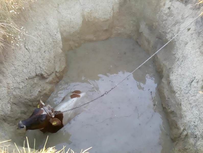 vaca salvata (2)