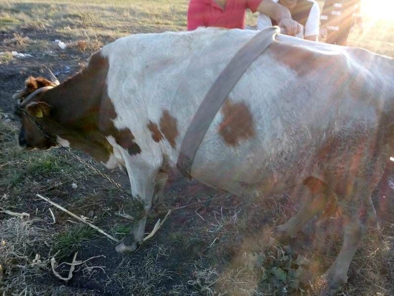 vaca salvata (3)