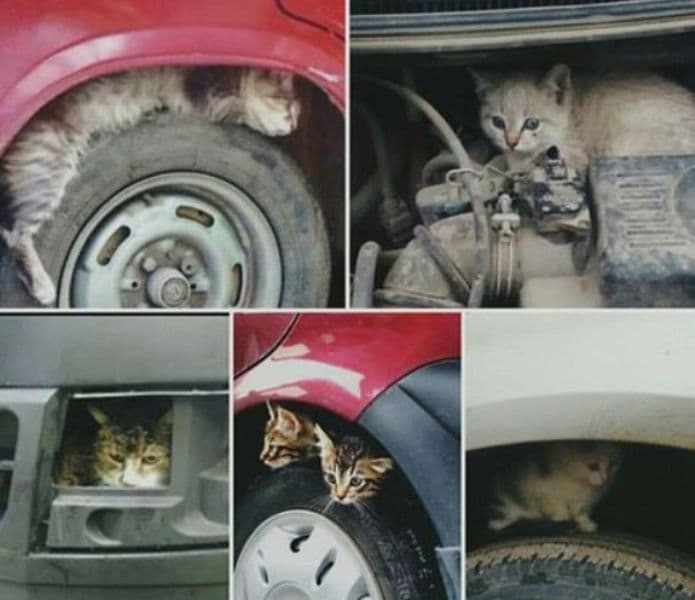 Primim la redacție – Claxonați înainte de a porni mașina. Câteva secunde poate salva vieți – FOTO