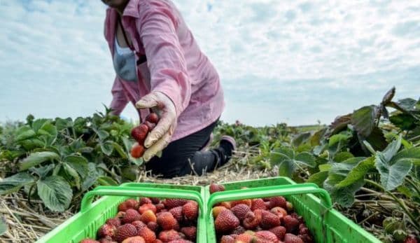 150 locuri de muncă în domeniul agricol - recoltare, ambalare fructe - în Spania prin reţeaua EURES