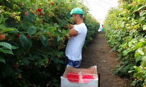 50 locuri de muncă în domeniul agricol (recoltare fructe) în Spania prin intermediul Reţelei EURES