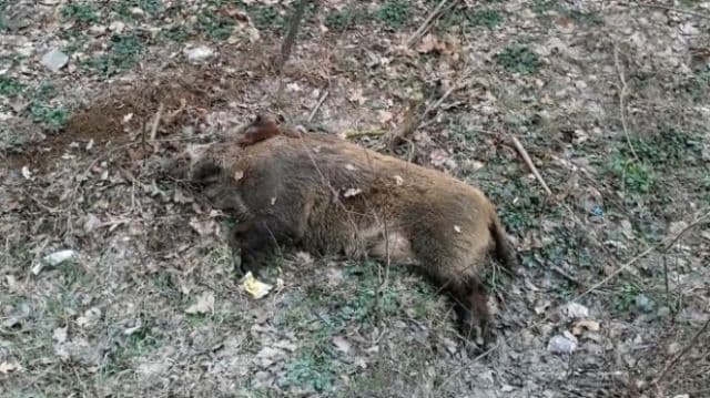 Alertă! Virusul pestei porcine africane depistat pe un fond de vânătoare din Suharău