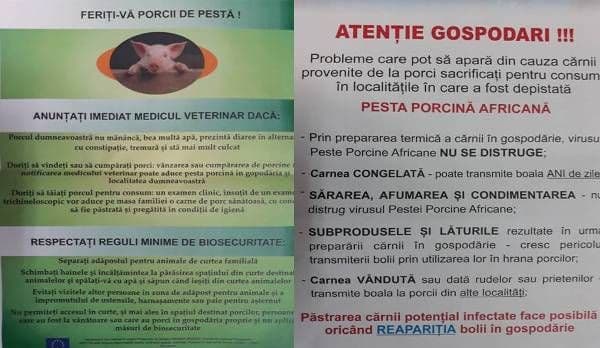 ATENȚIE GOSPODARI – Feriți-vă porcii de pesta porcină