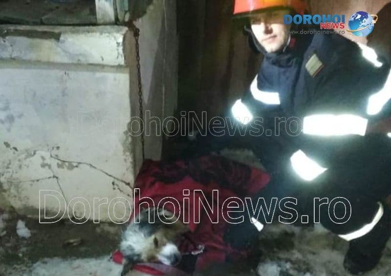 Din nou eroi pentru necuvântătoare! Câine salvat de pompierii dorohoieni - FOTO