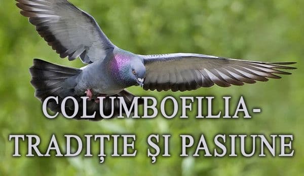 Muzeul de Științele Naturii Dorohoi găzduiește expoziția temporară „Columbofilia – tradiție și pasiune”
