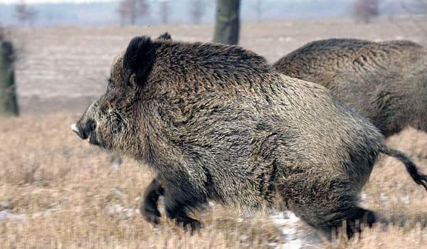 Măsură extremă! Toți porcii mistreți de pe fondul de vânătoare din Ibănești vor fi uciși