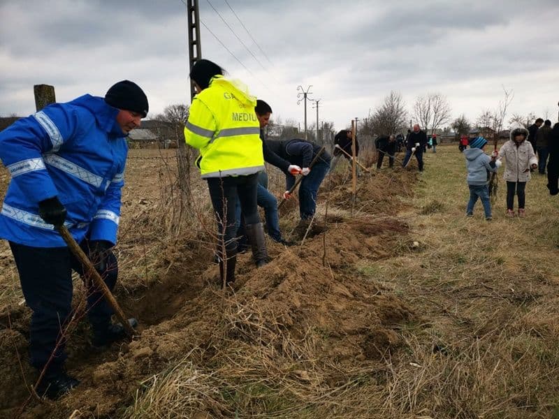 „Luna plantării arborilor” continuă cu o nouă acțiune, de această dată la Vârfu Câmpului – FOTO