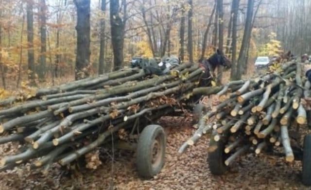 Material lemnos fără documente confiscat la Horlăceni