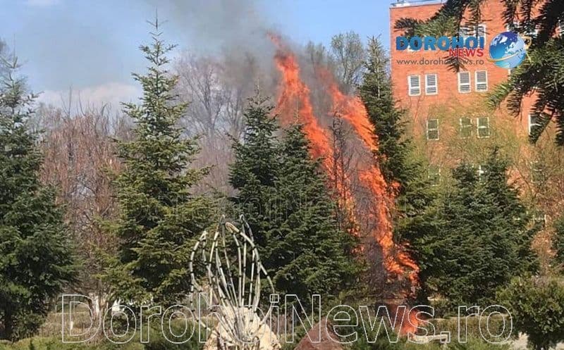 Incendiu în Parcul Cholet din Dorohoi! Mai mulți copaci au luat foc - FOTO