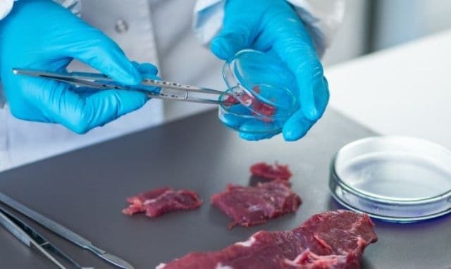 Restricții din cauza unui nou focar de pestă porcină africană. Municipiul Dorohoi se află în zona tampon