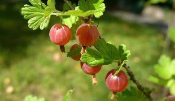 Acest fruct are de 20 de ori mai multă vitamina C decât portocalele. Beneficiile lui sunt uimitoare