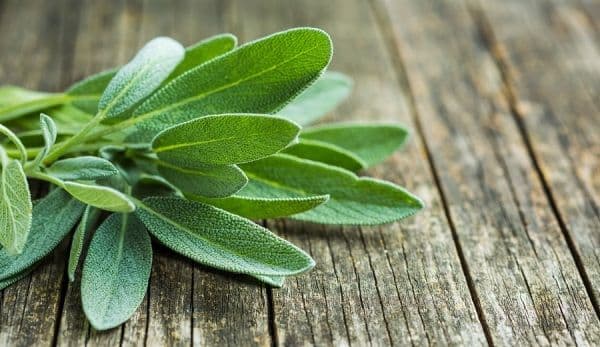 Salvia pură ajută la slăbit