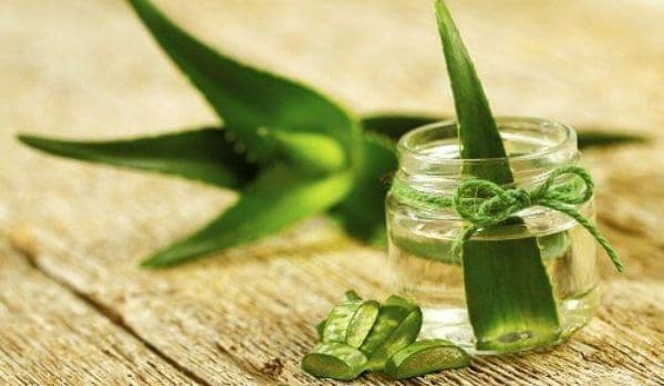 Cum să cultivi aloe vera și cum să o folosești