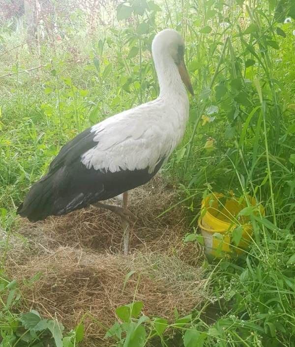 Misiune emoționantă pentru polițiștii locali din Dorohoi: au salvat o barză