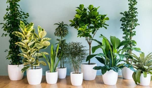 Plante care purifică aerul din locuință