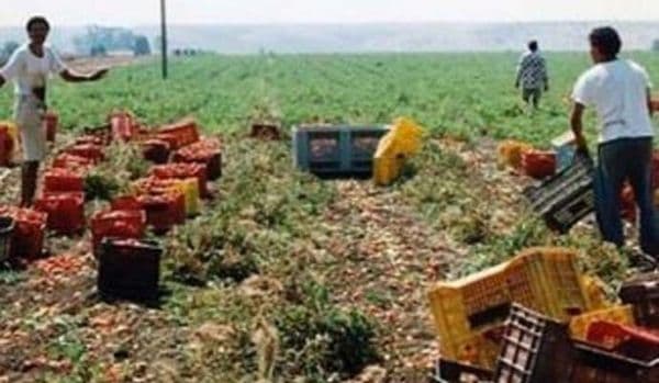 A muncit până la epuizare! Bărbat din Dorohoi MORT în Italia, în timp ce recolta roșii