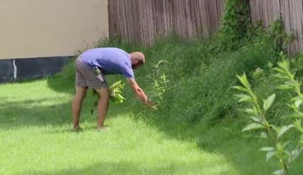 Ce amenzi pot primi oamenii care nu distrug Ambrozia aflată pe terenul lor
