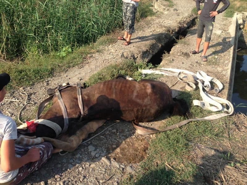 Misiune cu final fericit: Cal rămas captiv într-o gaură salvat în timp optim - FOTO