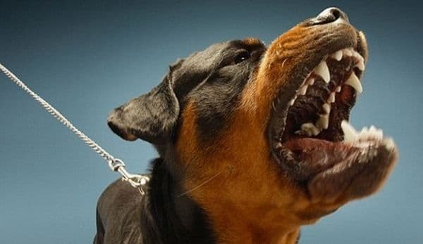 Tineri atacați de un câine agresiv într-un parc din Botoșani