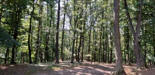 Paradisul virgin din nordul extrem al României. Misterele Stuhoasei din Suharău, codrul secular întins pe 61 de hectare
