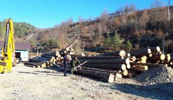 Amenzi drastice primite de patronii unei firme care făcea afaceri ilegale cu lemne